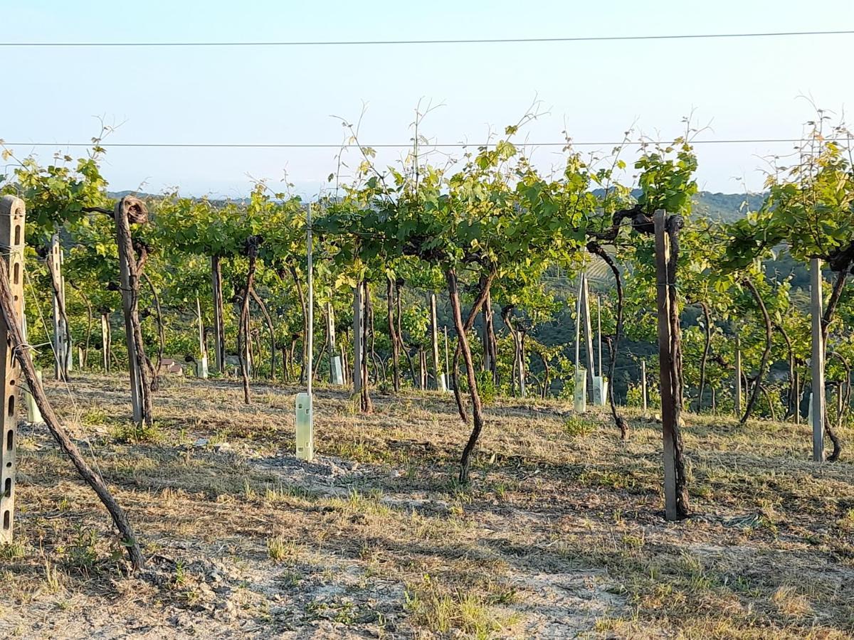 شقة Lerma  في Agriturismo Il Biancospino Bed & Wine المظهر الخارجي الصورة